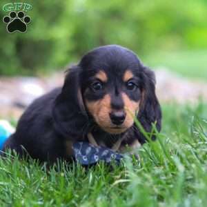 Benje, Dachshund Puppy